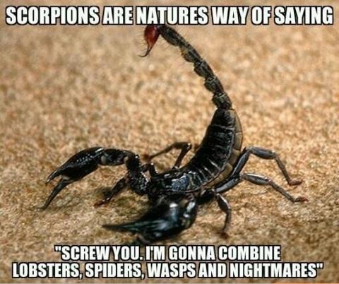Name:  scorpion.jpg
Views: 693
Size:  45.3 KB